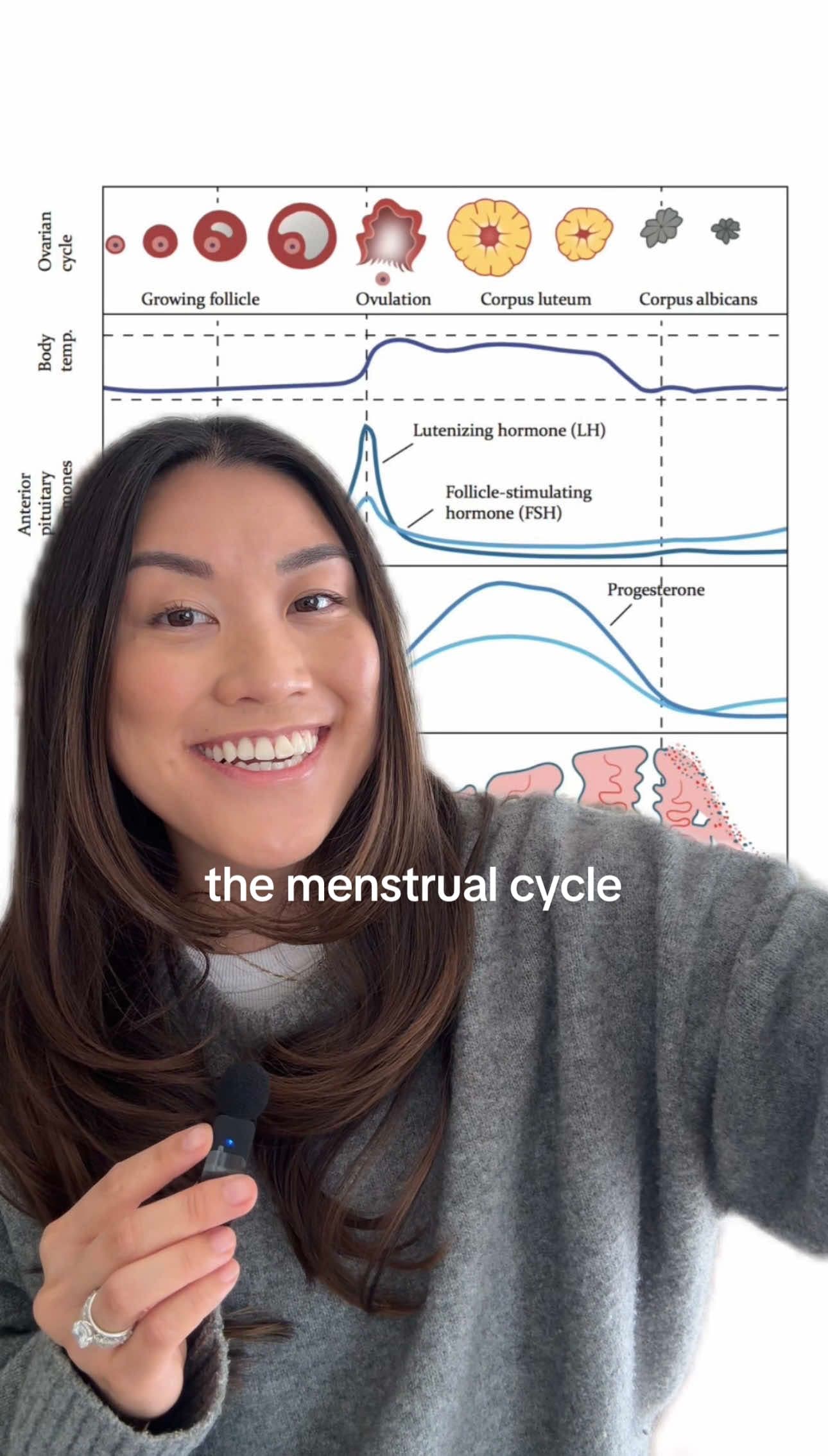Menstrual cycle overview
